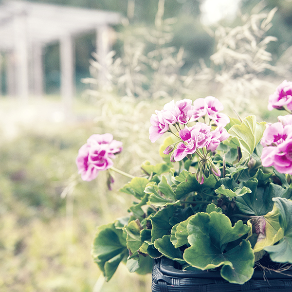 Rosa pelargonblommor i en trädgård med suddig bakgrund av grönska