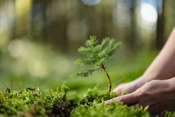 Två händer och en kvist i skogen