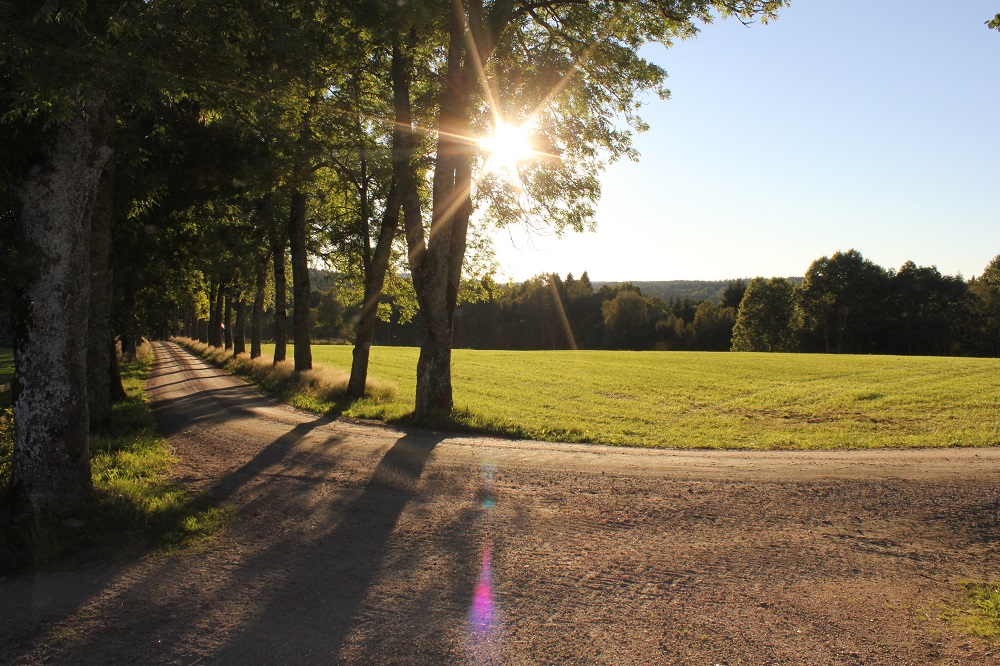 Landskap med grusväg kantad av träd i solnedgång, bredvid en grön äng