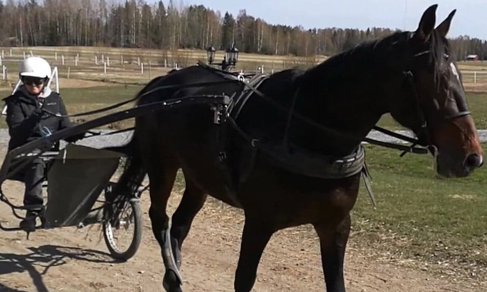 En travhäst drar en sulky med en kusk på landsväg, omgiven av skog och ängar